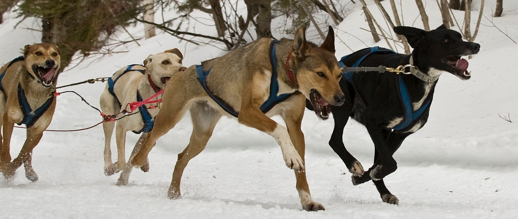 2009-03-14, Competition de traineaux a chiens au Bec-scie (132930).jpg - Dans le parcours